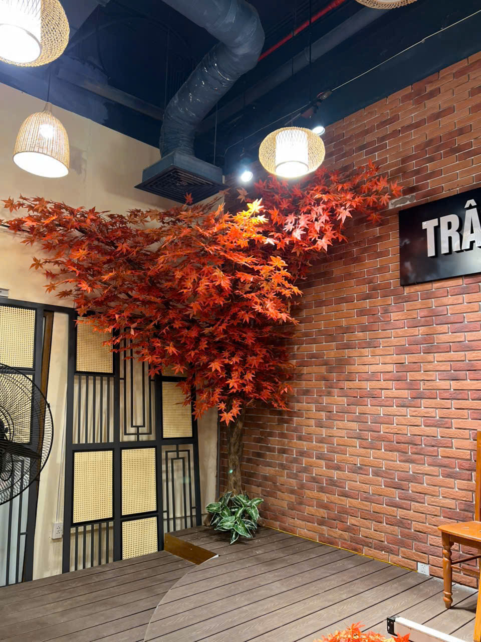 CÂY PHONG LÁ ĐỎ