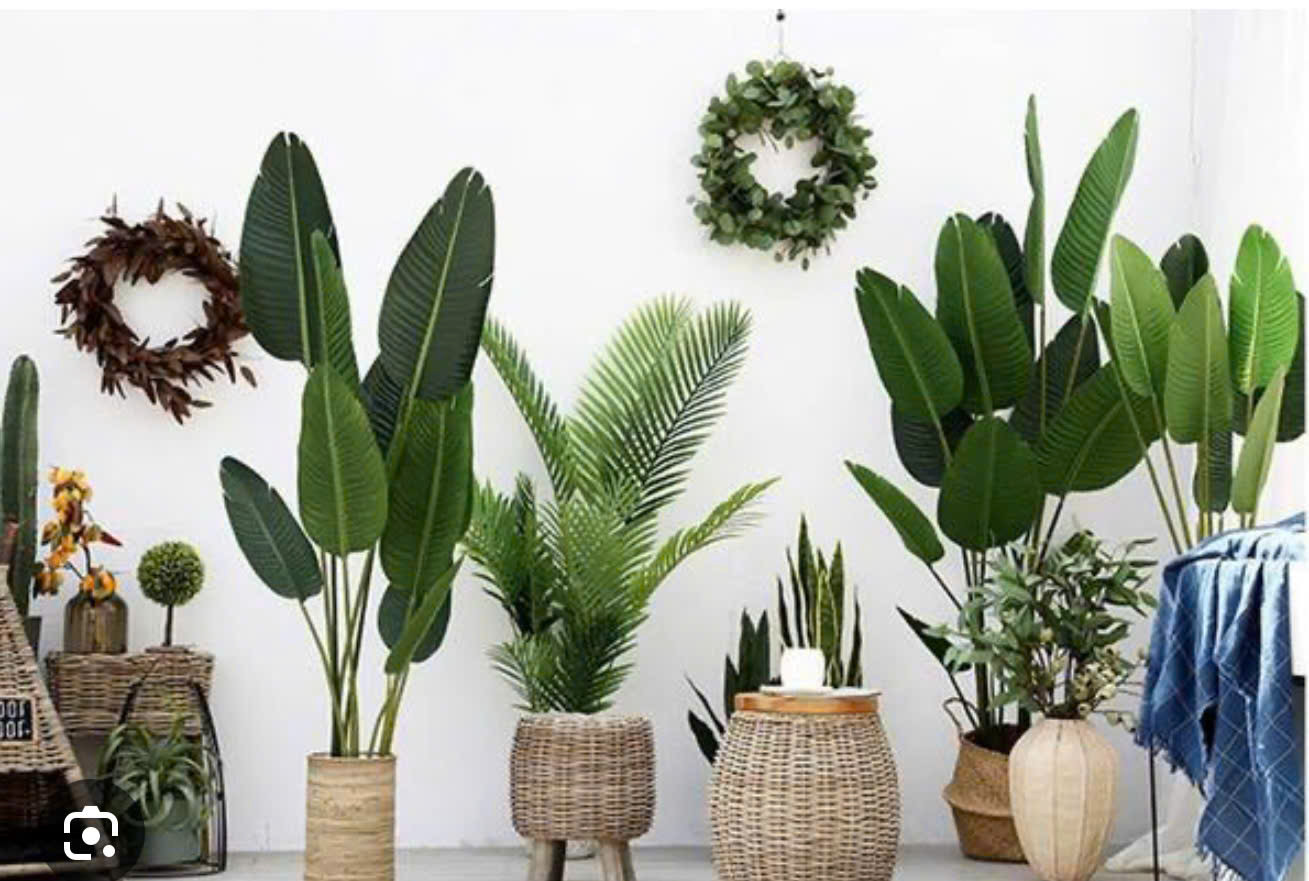 CHẬU CÂY TRANG TRÍ