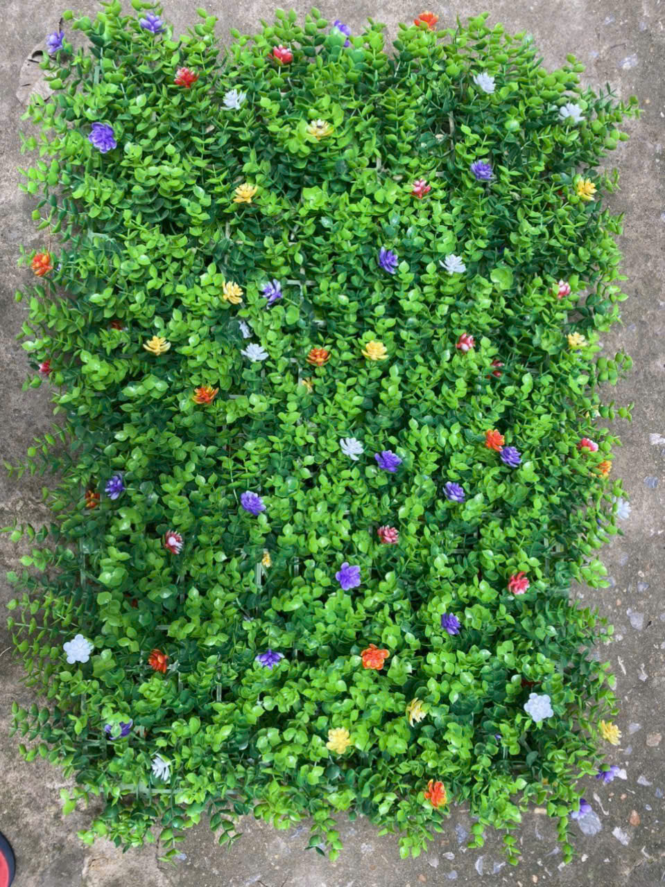 Tấm Tai Chuột Hoa