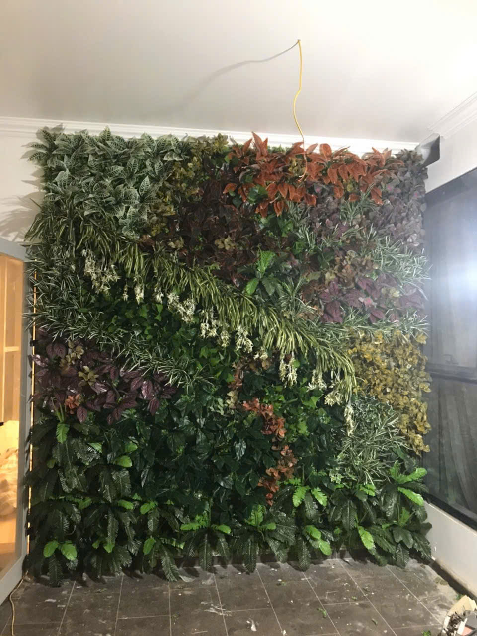 CÁC MÀU HOA TỬ ĐẰNG